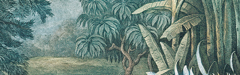 Dschungel - Mobile Ansicht 1