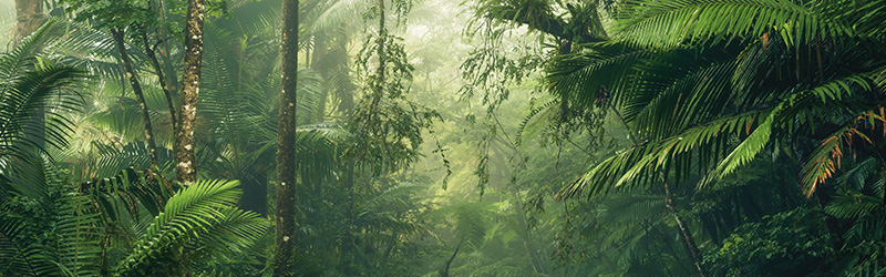 Natural living - Mobile View 1