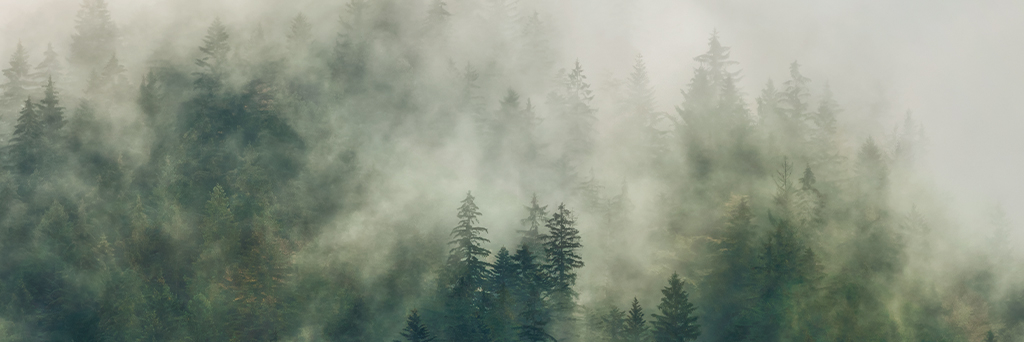 Poster sulle foreste  - Visualizzazione mobile 1