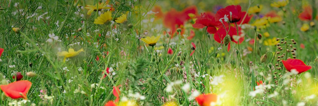 grüne Blumenwiese mit roten und gelben Blumen