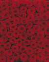 Roses - View 1