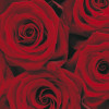 Roses - View 1