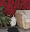 Roses - View 1