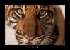 Sumatran Tiger Portrait