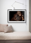 Bornean Orangutan