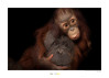 Bornean Orangutan