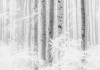 Winter Wood - View 1