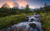 Wild Paradise - View 1