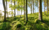 Zauberhaftes Buchenspektakel - View 1