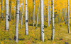 Orange Forest - View 1
