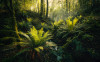 Fjordland Woods  - View 1