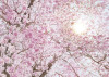 Cerise - View 1