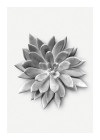 Succulent Agave