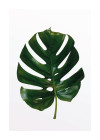 Monstera Leaf