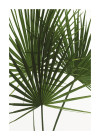 Palmtree Leaves