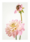 Dahlia