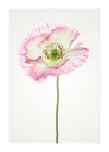 Poppy