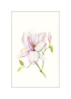 Magnolia Shine