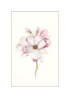 Magnolia Blossom