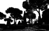 Pine Trees black-white - View 1