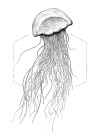 Jellyfish White