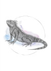 Iguana Watercolor
