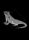 Iguana Black