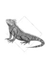 Iguana White