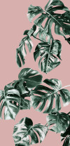 Monstera Rosé - View 1