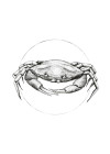 Crab White