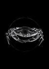 Crab Black