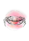 Crab Watercolor