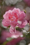Bouquet - View 1