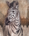 Zebra - View 1