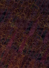 Lotus - View 1