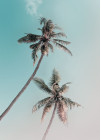 Miami Palms