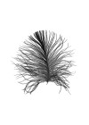 Feather White