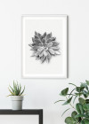 Succulent Agave