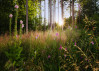 Summer Glade - View 1