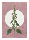 Dream of Mauve - View 1