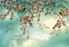 Sakura - View 1