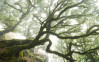 The Forgotten Forest - View 1