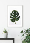 Monstera Leaf