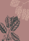 Wild Berry