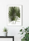 Palmtree Leaves