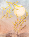 Sol - View 1