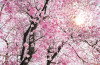 Bloom - View 1