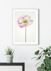 Poppy