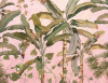 Plantation - View 1