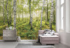 Birch Trees - View 1